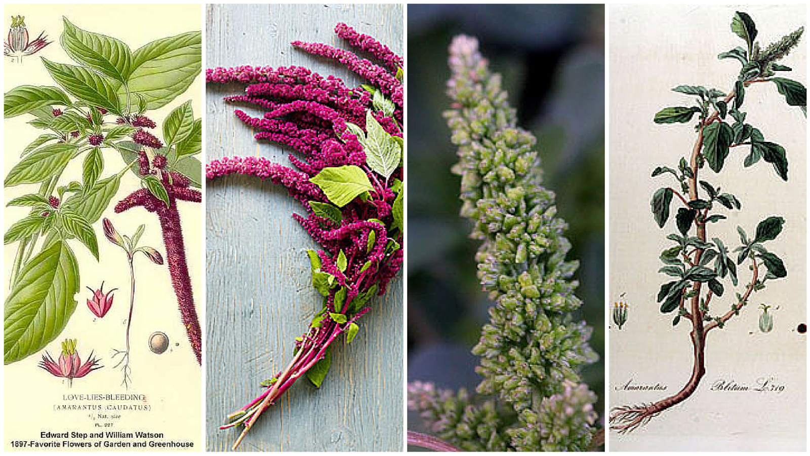 Albugo in Amaranthus retroflexus